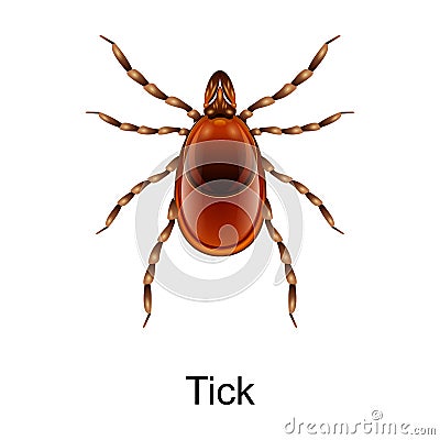 Beetle tick vector icon.Realistic vector icon isolated on white background beetle tick. Vector Illustration