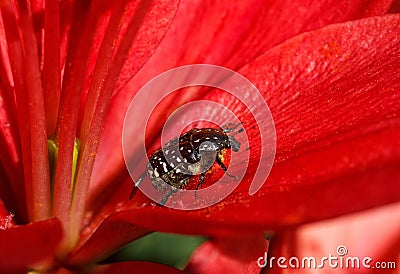 Beetle Tropinota hirta Stock Photo