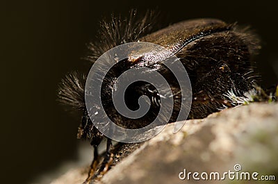 Beetle Tropinota squalida canariensis. Stock Photo