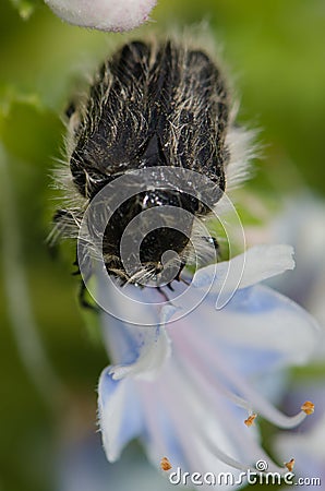 Beetle Tropinota squalida canariensis feeding on a flower of Echium decaisnei. Stock Photo