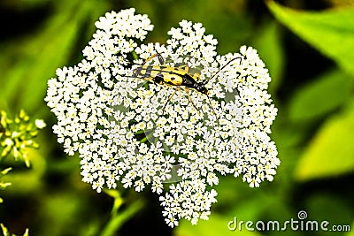 Beetle on a umbellifer Stock Photo