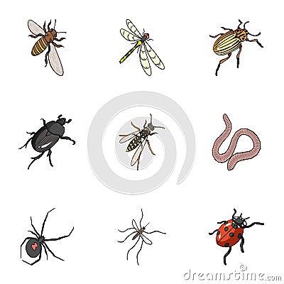 Beetle, wasp, bee, ant, fly, spider, mosquito and other insect species. Various insects set collection icons in cartoon Vector Illustration