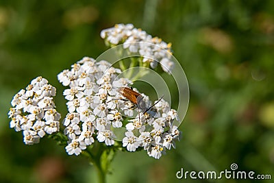 Beetle on a white flower close-up Stock Photo