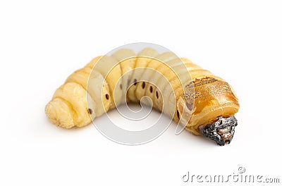 Beetle Worm of Scarab Beetle is dangerous insect pest with Mango tree borer. Batocera rufomaculata for eating as food edible Stock Photo