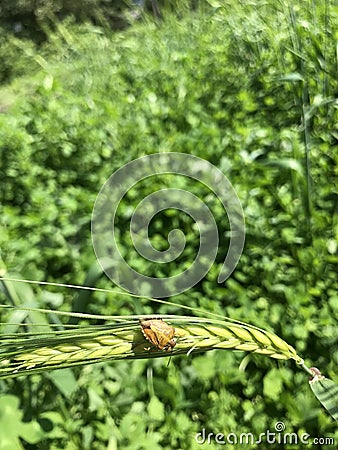 Beetle on a young green spikelet Stock Photo