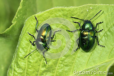 Beetles Stock Photo