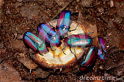 Beetles Stock Photo