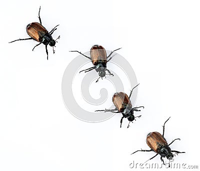 Beetles Stock Photo