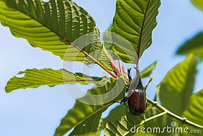 Beetles cling to kratom leaves, which is a Thai herbal plant Stock Photo