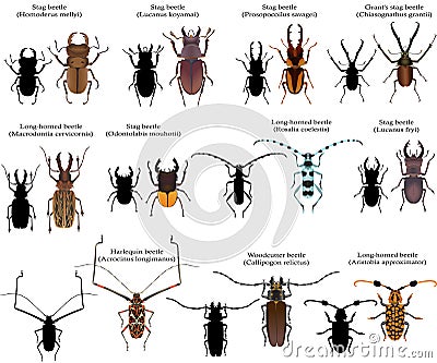 Beetles Vector Illustration