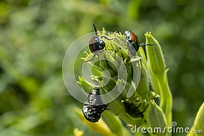 Beetles eating plants Stock Photo