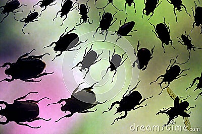 Beetles (insects) Stock Photo