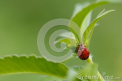 Beetles, insects, bugs background. Stock Photo