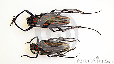 Beetles isolated on white. Colorful longhorn Batocera rosenbergi macro close up, collection beetles Stock Photo