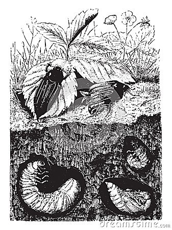 Beetles, vintage engraving Vector Illustration