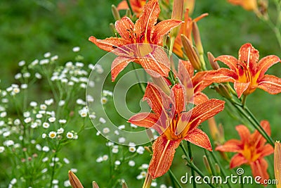 Beetles pollinate orange daylilies on the flowerbed Stock Photo