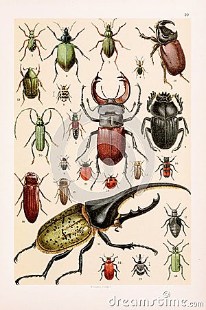 Beetles. Vintage animal illustration. Natural History. Zoological Chart. Ca1890 Cartoon Illustration