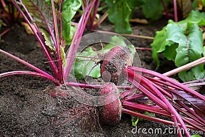 Beetroot in the ground Stock Photo