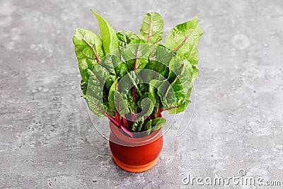 Beetroot leaves Stock Photo