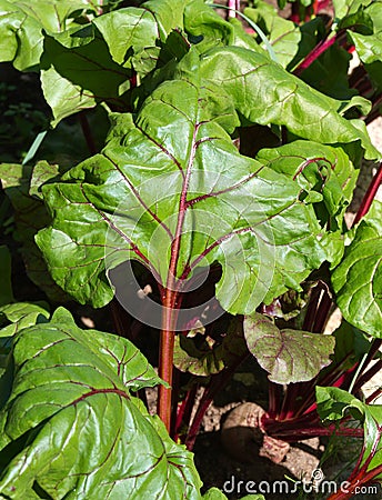 Beetroot leaves garden Stock Photo