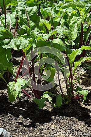 Beetroot leaves growing in a home vegetable garden Stock Photo