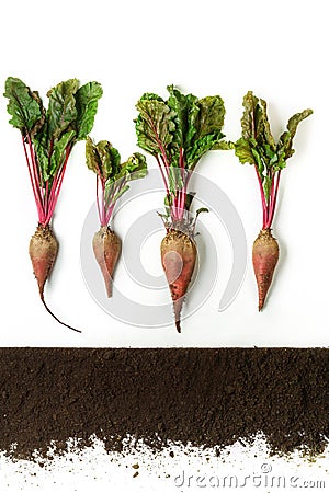 Beetroot. Plant and ground isolated on white background Stock Photo