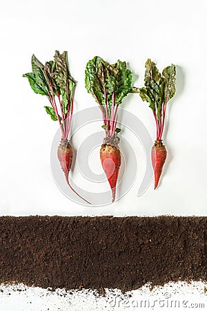 Beetroot. Plant and ground isolated on white background Stock Photo