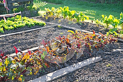 Beetroot plants on a vegetable garden ground Stock Photo