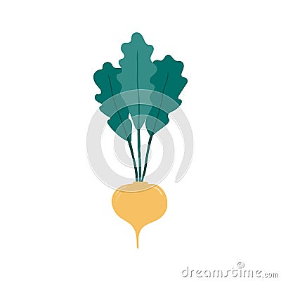 Beetroot, radish hand drawn illustration. Vector Illustration