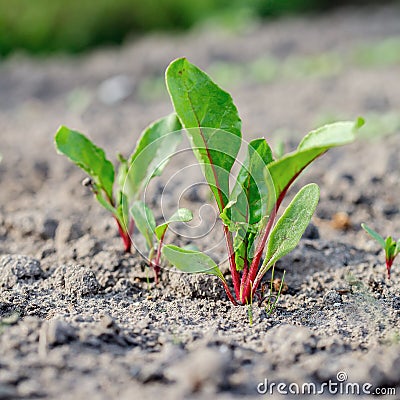 Beetroot sprout leaves in ground Stock Photo