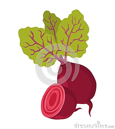 Beetroot vector.Fresh beetroot illustration Vector Illustration