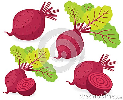 Beetroot vector illustrations Vector Illustration