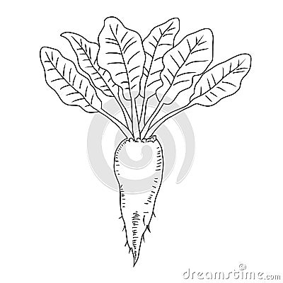 Beetroot vegetable, Line illustration. Mangelwurzel. Vector Illustration