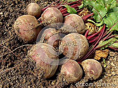 Beetroots harvest Stock Photo