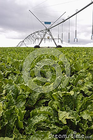 Beets with sprinklers irrigation system Stock Photo
