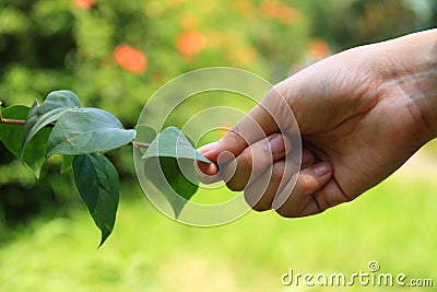 Befriend with Nature Stock Photo