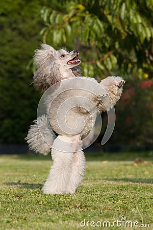 Beg dog - poodle Stock Photo