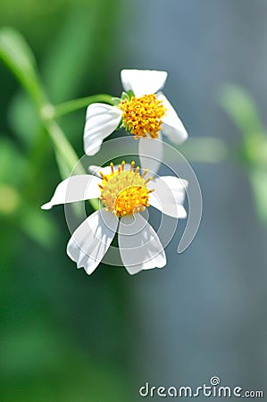 Beggars tick, Bidens Alba, Bidens pilosa or Bidens pilosa L, Black jack or Broom stick or Broom stuff or Cobblers pegs, Devils Stock Photo