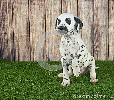 Begging Dalmatian Puppy Stock Photo