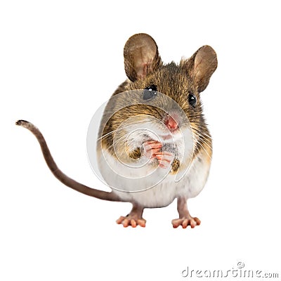 Begging Field Mouse on white background Stock Photo