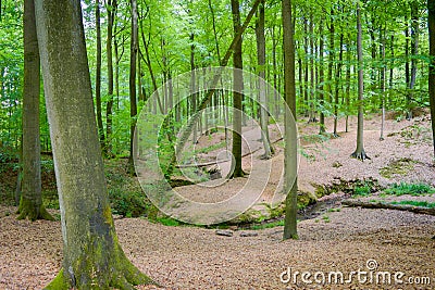 Begin autumn forest Stock Photo