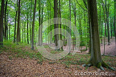 Begin autumn forest Stock Photo