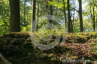 Begin autumn forest Stock Photo