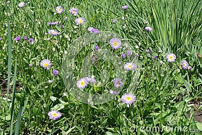 Beginning of florescence of Erigeron speciosus Stock Photo