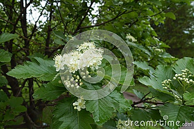 Beginning of florescence of Sorbus aria Stock Photo