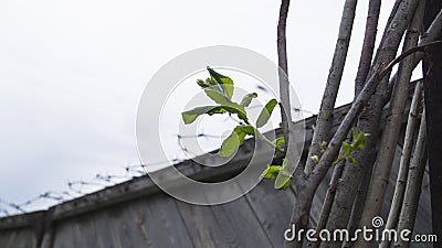 The beginning of a new life among dry lifeless wood Stock Photo