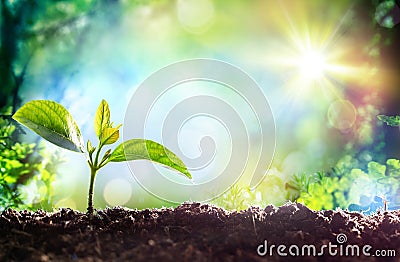 Beginning Of A New Life- Growing Sprout Stock Photo