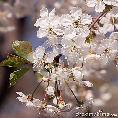 The beginning of spring blooming cherry buds Stock Photo