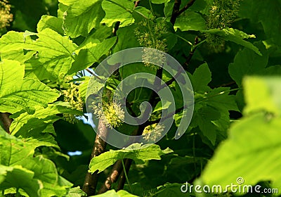 The beginning of spring. Blooming Maple. Stock Photo