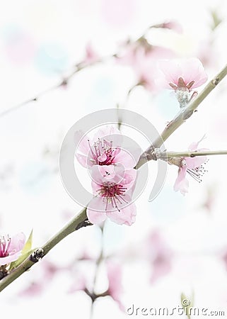 beginning of spring blooming peach buds on branch Stock Photo